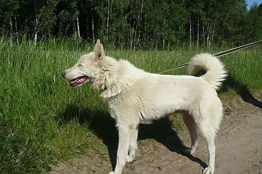 Cudowna Iga psiak w typie husky szuka aktywnego op