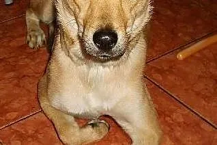 Lili-młodziutka,wysterylizowana,adopcja!!,  świętokrzyskie Kielce