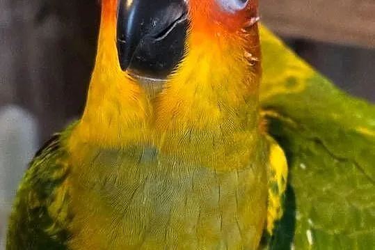 Konura słoneczna, konury słoneczne, Pomorskie, Skarszewy