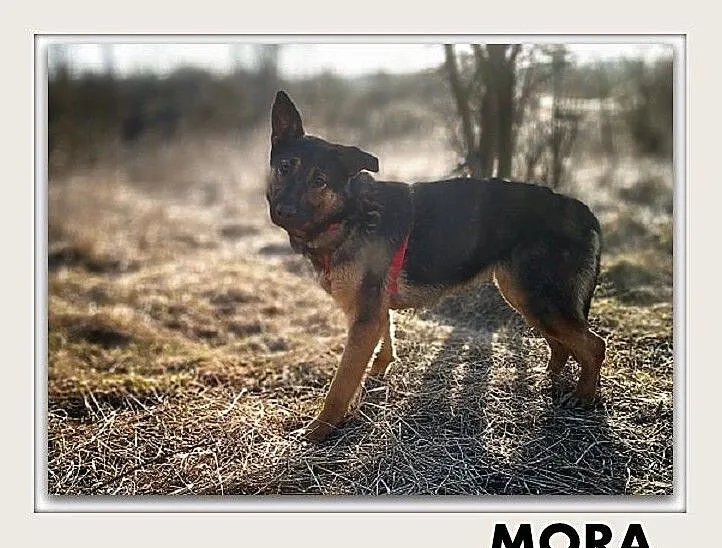 MORA,2lata,owczarek mix,aktywna,łagodna suczka steryl. do domu z ogrodem, Mazowieckie, Warszawa