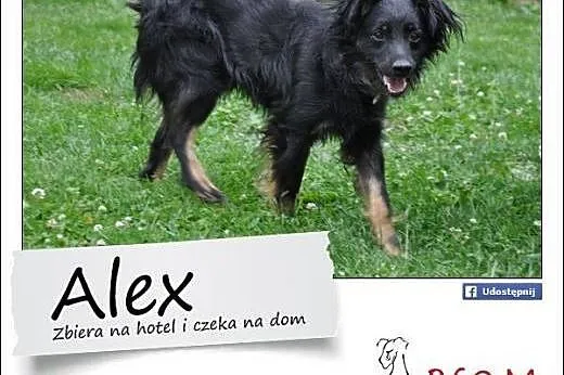 ALEKS - Mały, kochany 11 kg psiak szuka domu!,  mazowieckie Warszawa