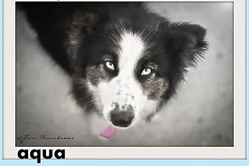 AQUA,husky mix,łagodna,tulaśna,rodzinna suczka.ADO