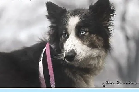 AQUA,husky mix,łagodna,tulaśna,rodzinna suczka.ADO