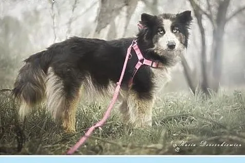AQUA,husky mix,łagodna,tulaśna,rodzinna suczka.ADO