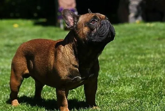 Buldog francuski- oferta krycia., Mazowieckie, Płock