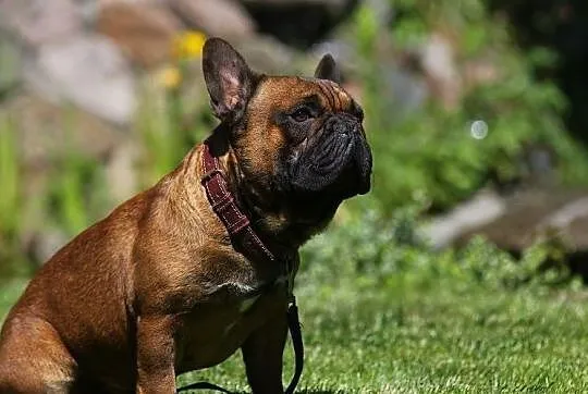 Buldog francuski- oferta krycia., Mazowieckie, Płock