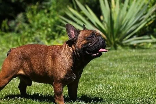 Buldog francuski- oferta krycia., Mazowieckie, Płock