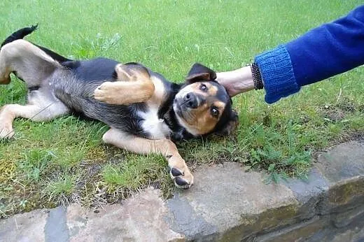 Sunia AZA 3-4 miesiace,adopcja!!,  świętokrzyskie 