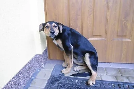 Sunia AZA 3-4 miesiace,adopcja!!,  świętokrzyskie 
