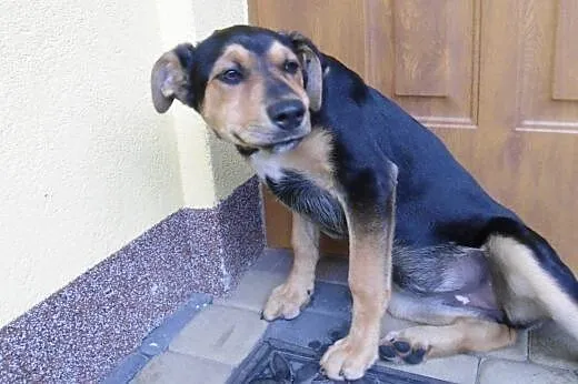 Sunia AZA 3-4 miesiace,adopcja!!,  świętokrzyskie 