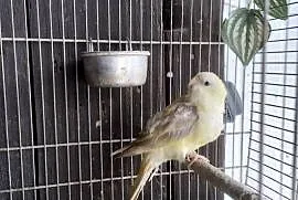 Świergotka Seledynowa