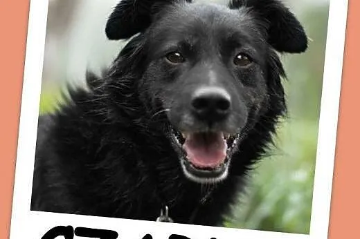 Średni 15 kg, 5 lat,grzeczny,kontaktowy,przyjazny pies CZARLI.Adopcja,  małopolskie Kraków