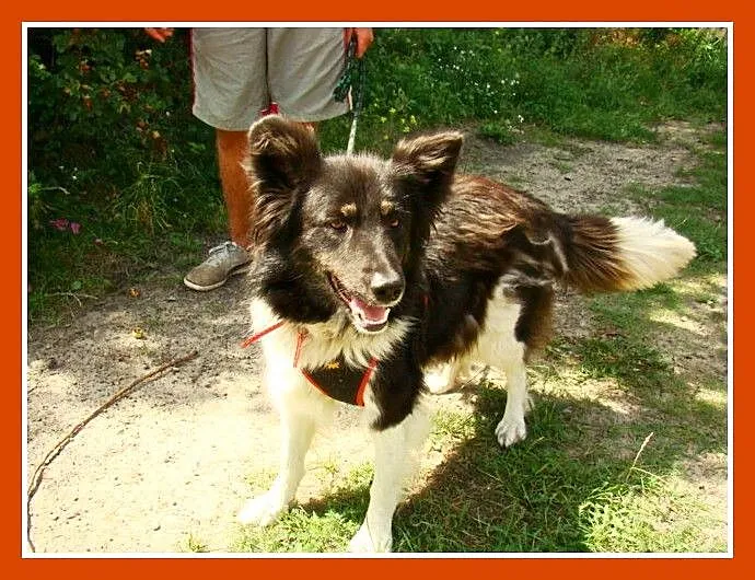 16kg, aktywna suczka ,border collie,radosna KOLIA_