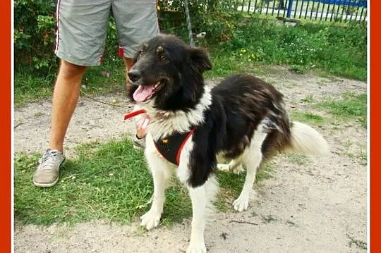 16kg, aktywna suczka ,border collie,radosna KOLIA_