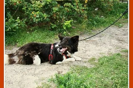 16kg, aktywna suczka ,border collie,radosna KOLIA_