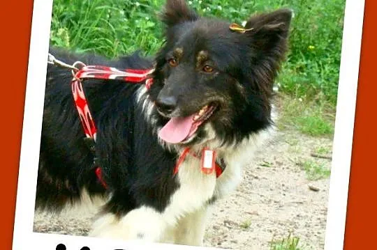 16kg, aktywna suczka ,border collie,radosna KOLIA_