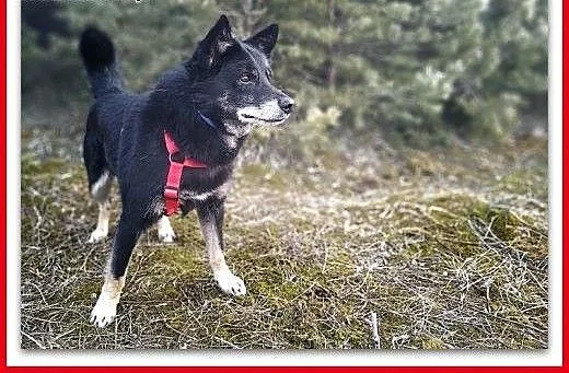 Średni 14 kg, przyjazny,łagodny,uratowany,szczepiony piesek GABIŚ.Adopcja., małopolskie Kraków, Małopolskie, Kraków