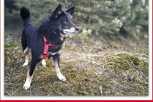 Średni 14 kg, przyjazny,łagodny,uratowany,szczepiony piesek GABIŚ.Adopcja.,  małopolskie Kraków, Małopolskie, Kraków