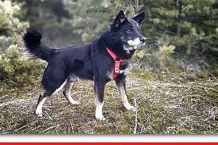 Średni 14 kg, przyjazny,łagodny,uratowany,szczepiony piesek GABIŚ.Adopcja.,  małopolskie Kraków, Małopolskie, Kraków