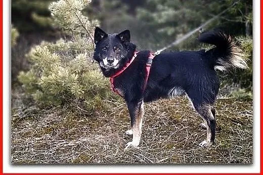 Średni 14 kg, przyjazny,łagodny,uratowany,szczepiony piesek GABIŚ.Adopcja.,  małopolskie Kraków, Małopolskie, Kraków