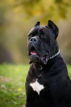 Cane Corso – piękny zarejestrowany samiec na sprzedaż