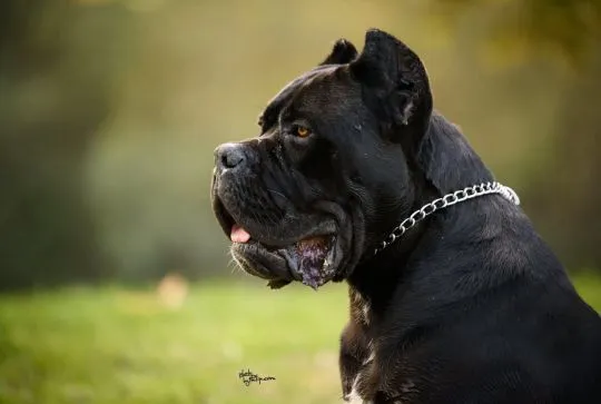 Cane Corso – piękny zarejestrowany samiec na sprzedaż, Mazowieckie, Warszawa