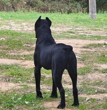 Cane Corso – piękny zarejestrowany samiec na sprzedaż, Mazowieckie, Warszawa