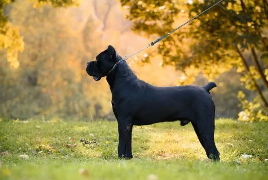 Cane Corso – piękny zarejestrowany samiec na sprzedaż, Mazowieckie, Warszawa