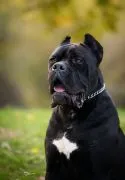 Cane Corso – piękny zarejestrowany samiec na sprzedaż