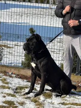 Cane Corso – piękny zarejestrowany samiec na sprzedaż, Mazowieckie, Warszawa