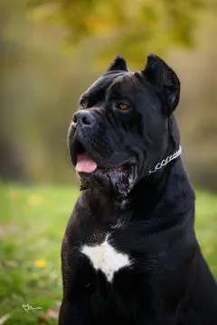Cane Corso – piękny zarejestrowany samiec na sprzedaż, Mazowieckie, Warszawa