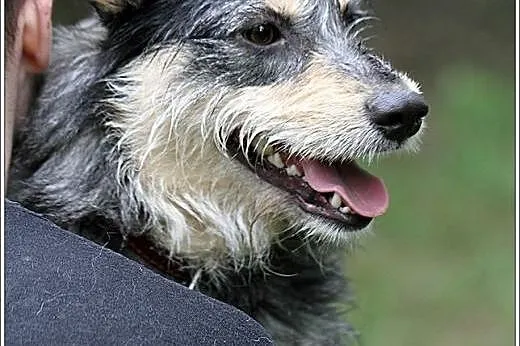 Foks - uroczy szorściak do adopcji!,  mazowieckie 