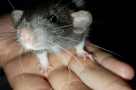 Szczurki dumbo
