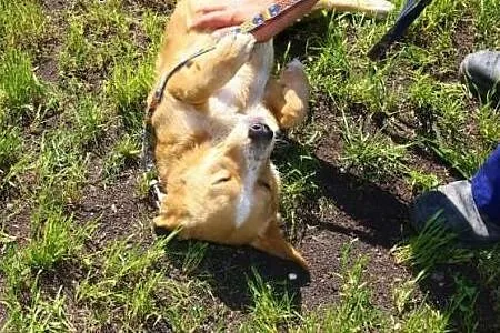 Mały, dwuletni pies TOFIK czeka na dom,  śląskie K