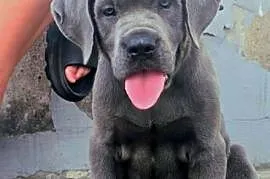 Cane Corso suczka mocno zbudowana