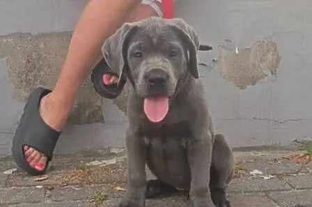 Cane Corso suczka mocno zbudowana, Opolskie, Kluczbork