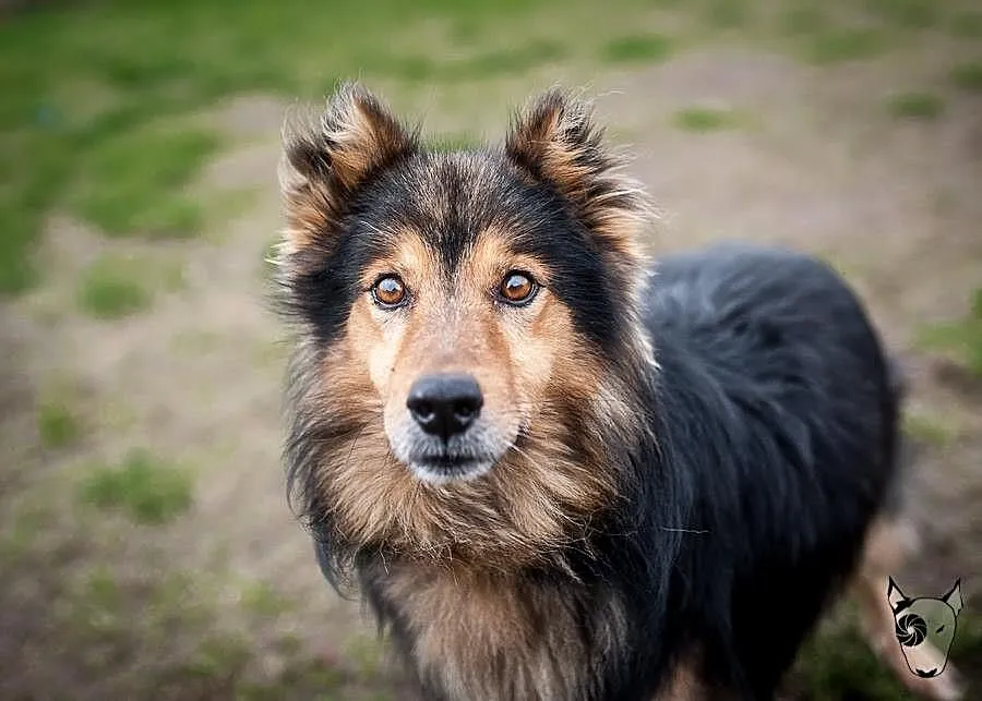 Sparrow – pies w typie collie –szuka domu