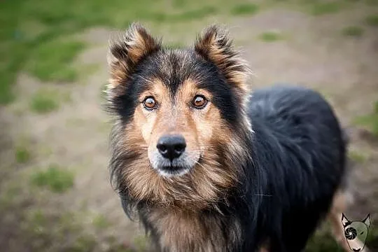 Sparrow – pies w typie collie –szuka domu
