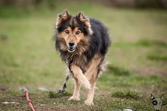 Sparrow – pies w typie collie –szuka domu