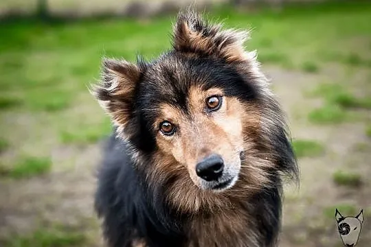 Sparrow – pies w typie collie –szuka domu