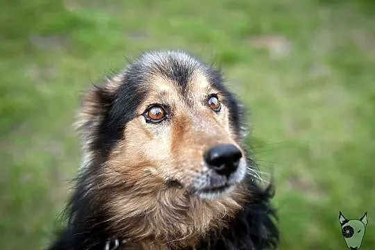 Sparrow – pies w typie collie –szuka domu