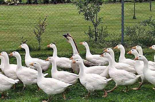 Gąsior garbonosy, Śląskie, Międzyświeć