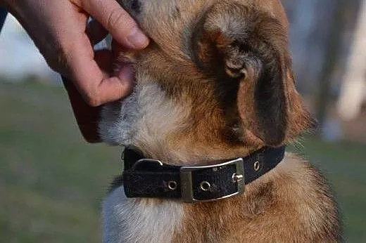 Młoda, malutka sunia DZIDKA szuka kochającej rodzi