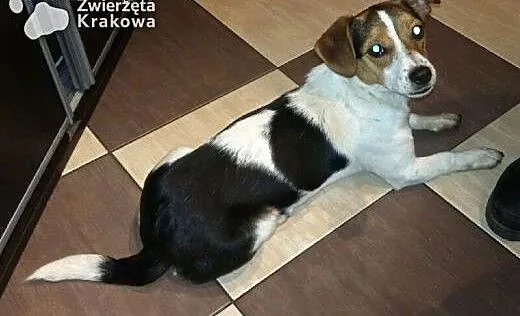 Nika czeka na dom, małopolskie Kraków, Małopolskie, Kraków