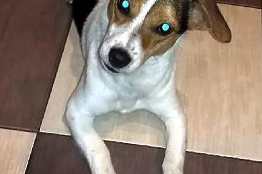 Nika czeka na dom,  małopolskie Kraków, Małopolskie, Kraków