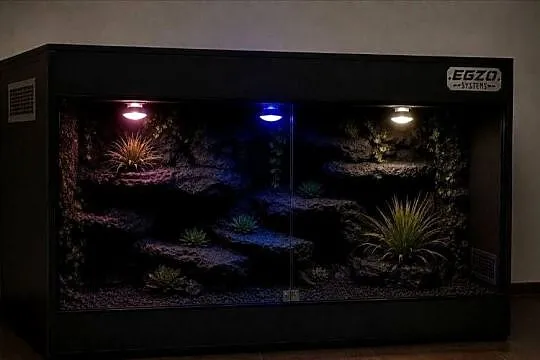 Terrarium pustynne dla gekona lamparciego agamy brodatej