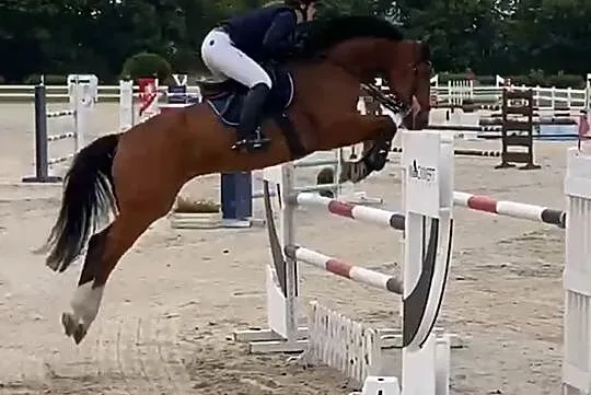 12- letni wałach, konkursy 130, ZDROWY, , 