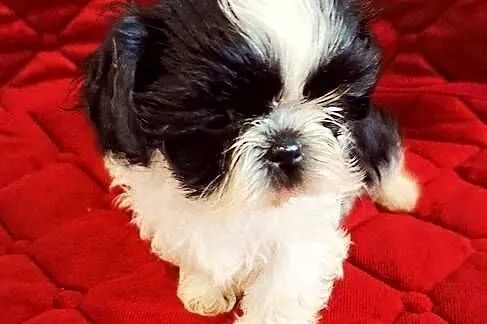 Szczeniaczki Shih tzu