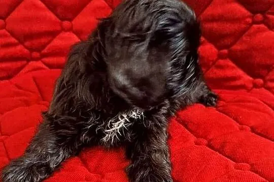 Szczeniaczki Shih tzu, Wielkopolskie, Łaziska