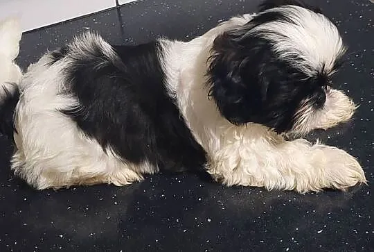Szczeniaczki Shih tzu, Wielkopolskie, Łaziska